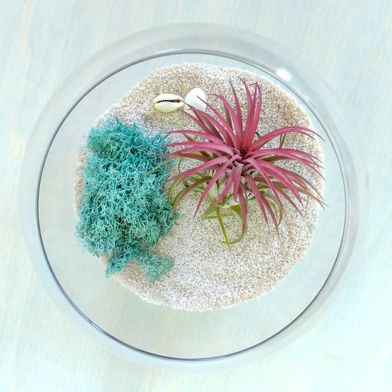 DIY Airplant Terrarium Kit - Fishbowl - Plant Collective