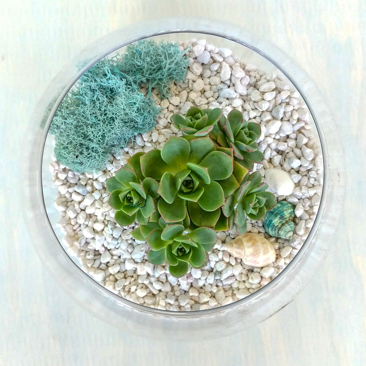 DIY Succulent Terrarium Kit - Fishbowl - Plant Collective