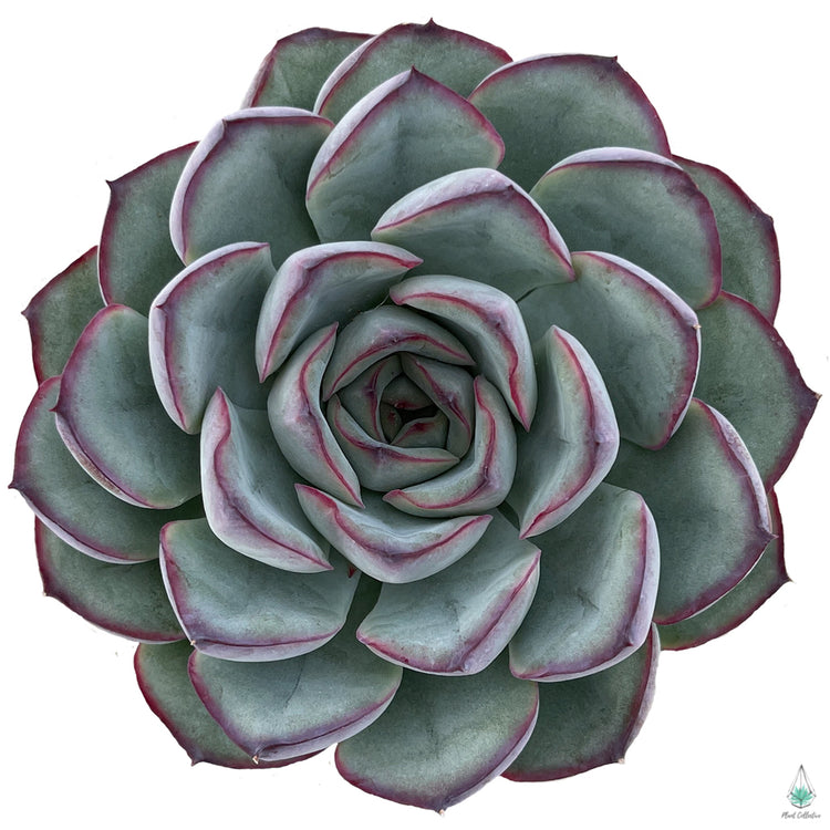 Echeveria Pelusida Purple