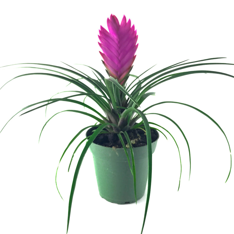 Pink Quill (Tillandsia Cyanea) - Plant Collective