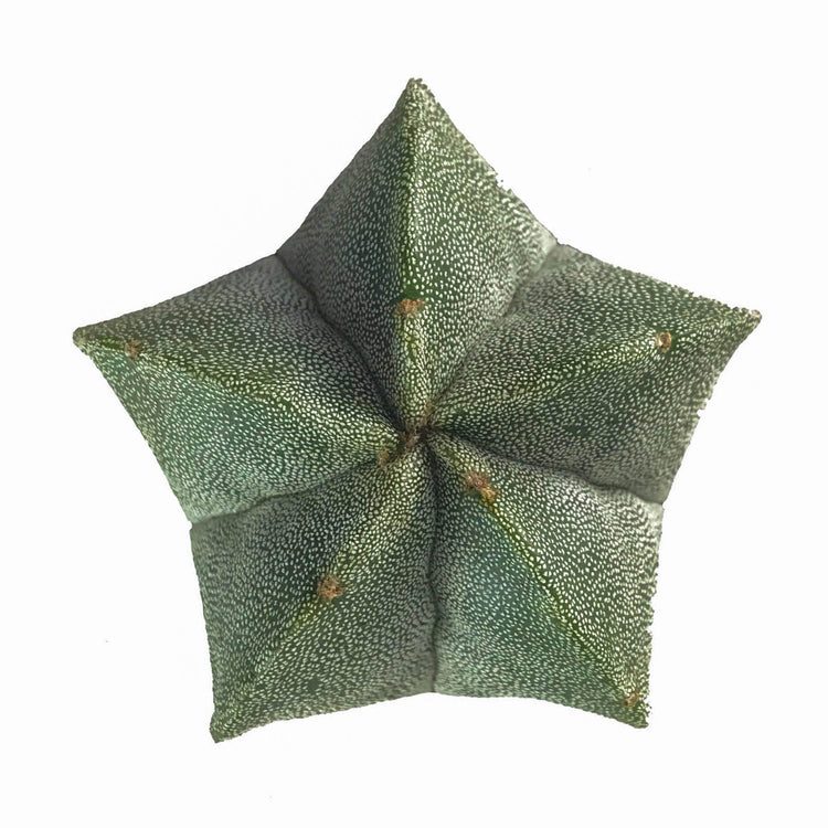 Astrophytum 'Bishop's Cap' - Plant Collective