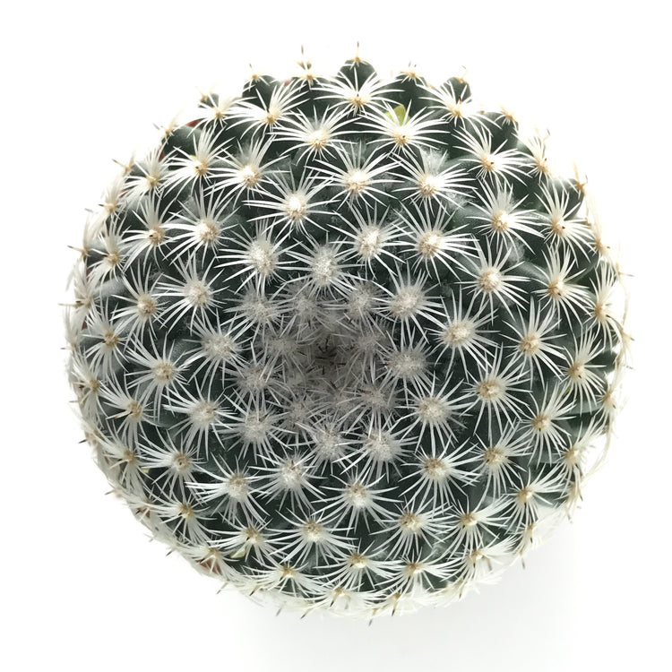 Mammillaria Elegans