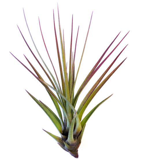 Tillandsia Melanocrater - Plant Collective