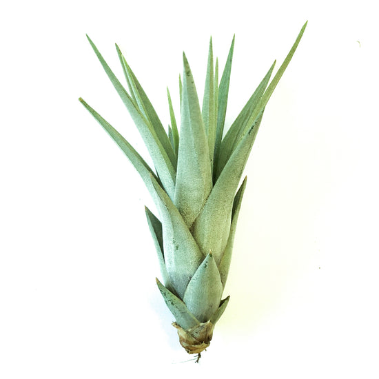 Tillandsia Harrisii - Plant Collective