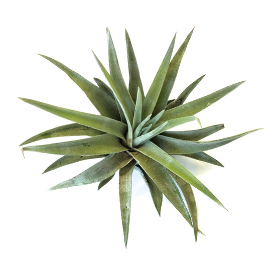 Tillandsia Plagiotropica - Plant Collective