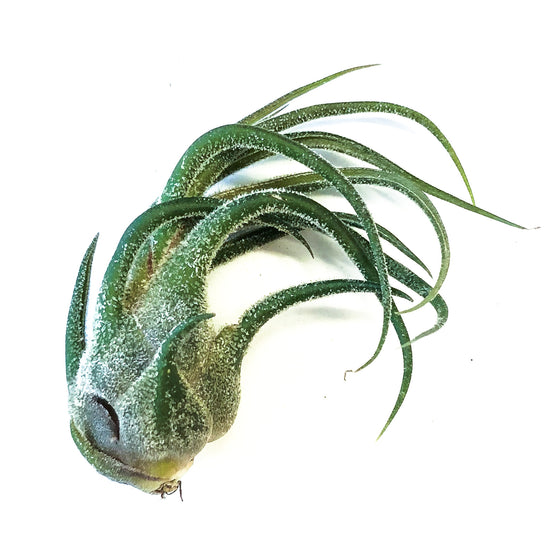 Tillandsia Pruinosa - Plant Collective