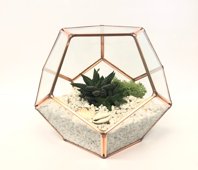 DIY Succulent Terrarium Kit - Hira - Plant Collective