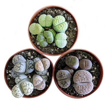 Living Rocks (Lithops) - By Plant Collective | Indoor House Plants, Succulents, Air Plants & Terrariums - Toronto Canada
