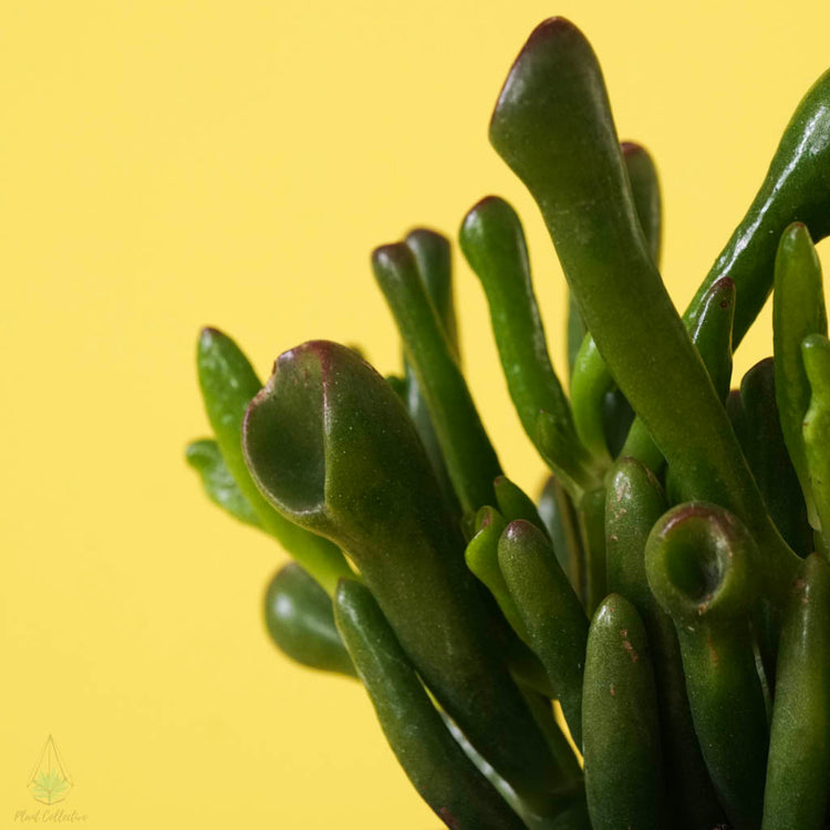 Gollum Jade (Crassula Ovata) - Plant Collective