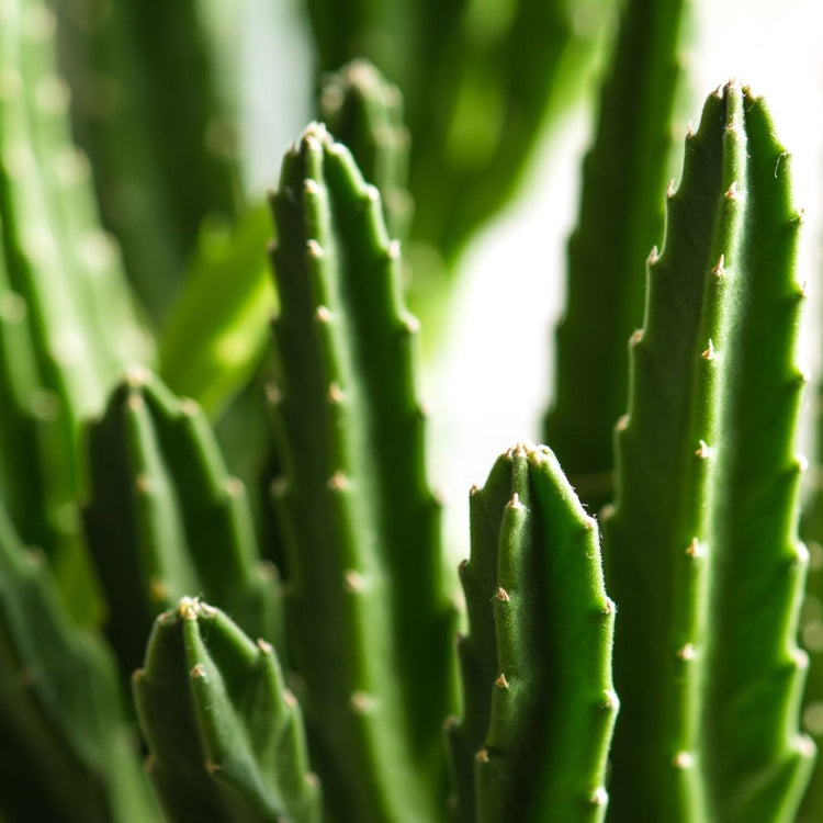 Stapelia Leendertziae