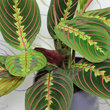 Prayer Plant (Maranta) - Plant Collective