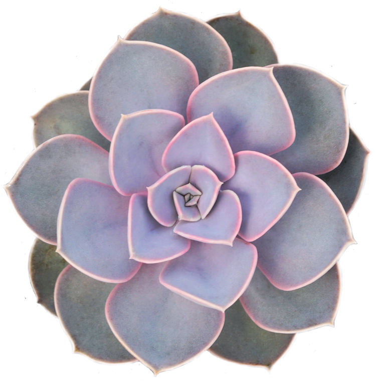 Echeveria Perle Von Nurnburg - Plant Collective