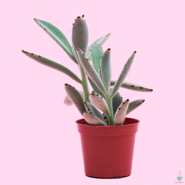 Panda Plant (Kalanchoe Tomentosa) - Plant Collective