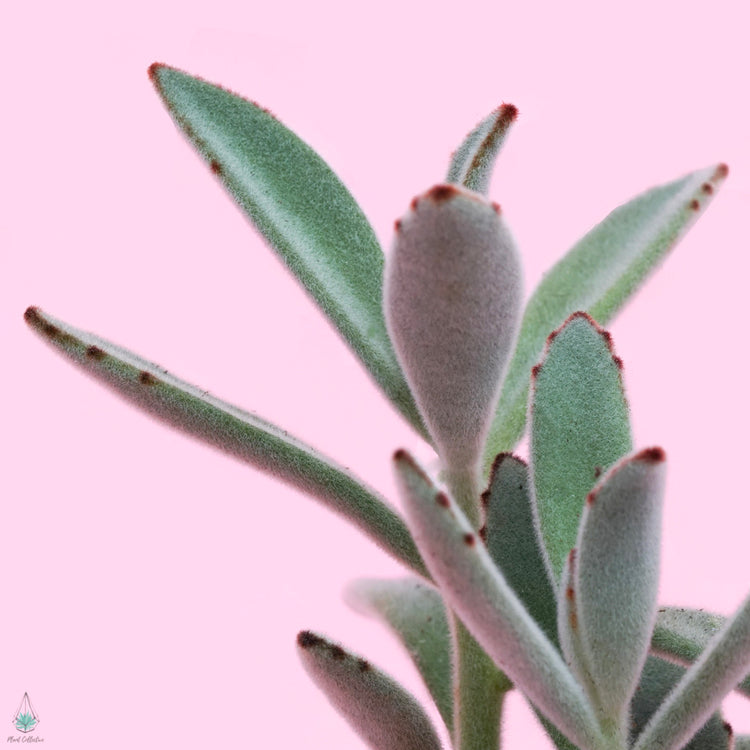Panda Plant (Kalanchoe Tomentosa) - Plant Collective