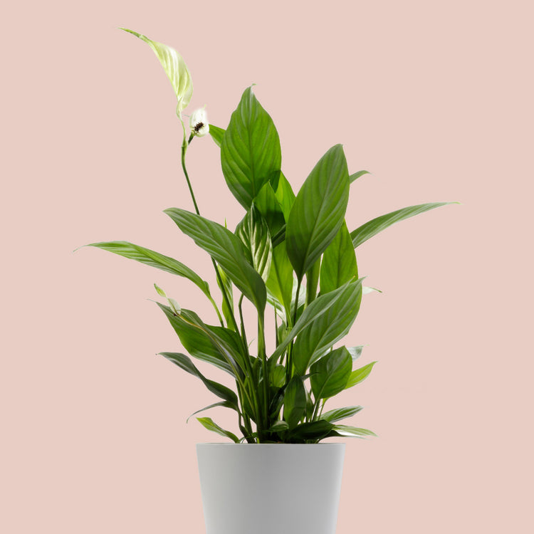 Peace Lily (Spathiphyllum)