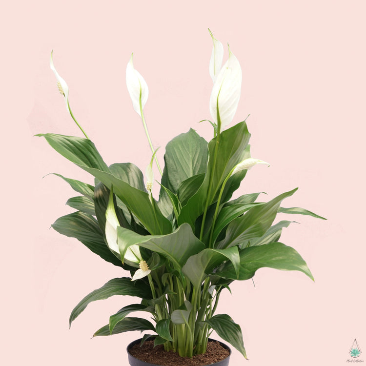 Peace Lily (Spathiphyllum)