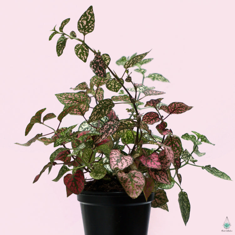 Assorted Polka Dot Plant