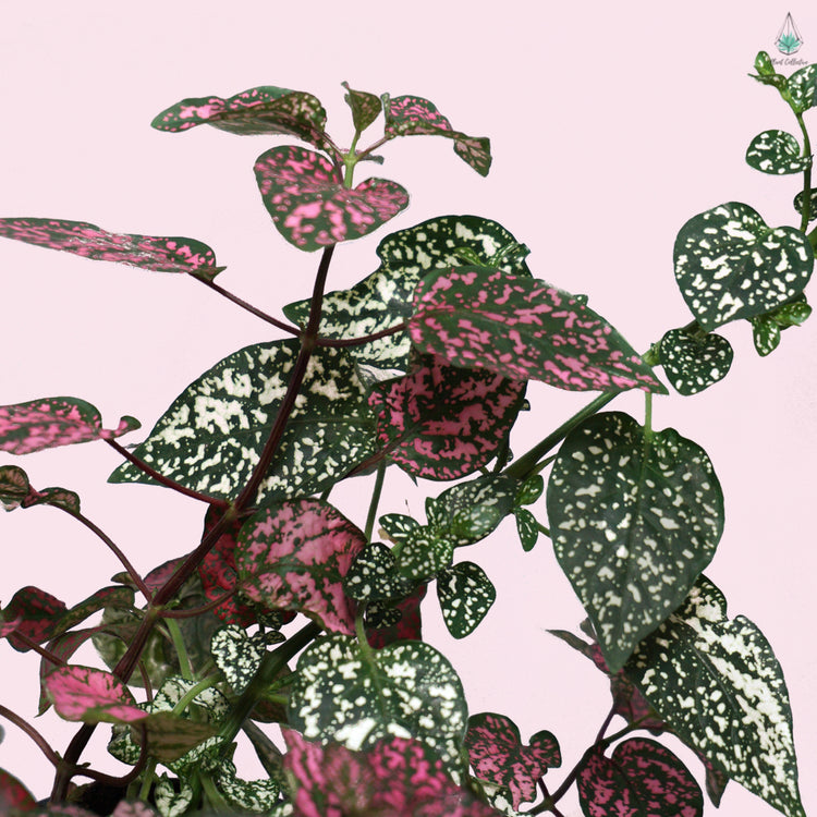 Assorted Polka Dot Plant