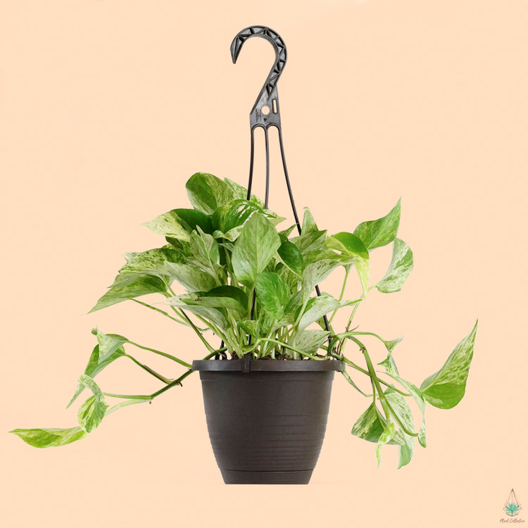 Marble Queen Pothos