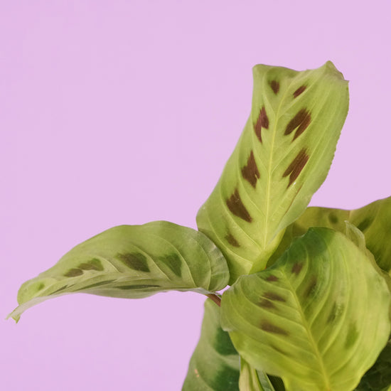 Prayer Plant (Maranta) - Plant Collective