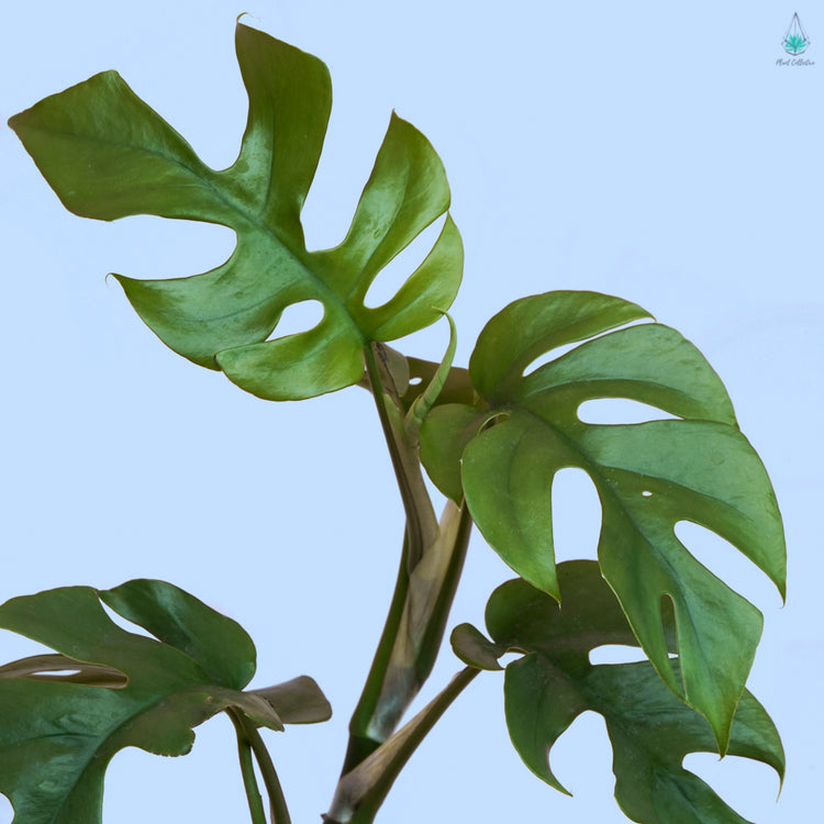 Rhaphidophora Tetrasperma