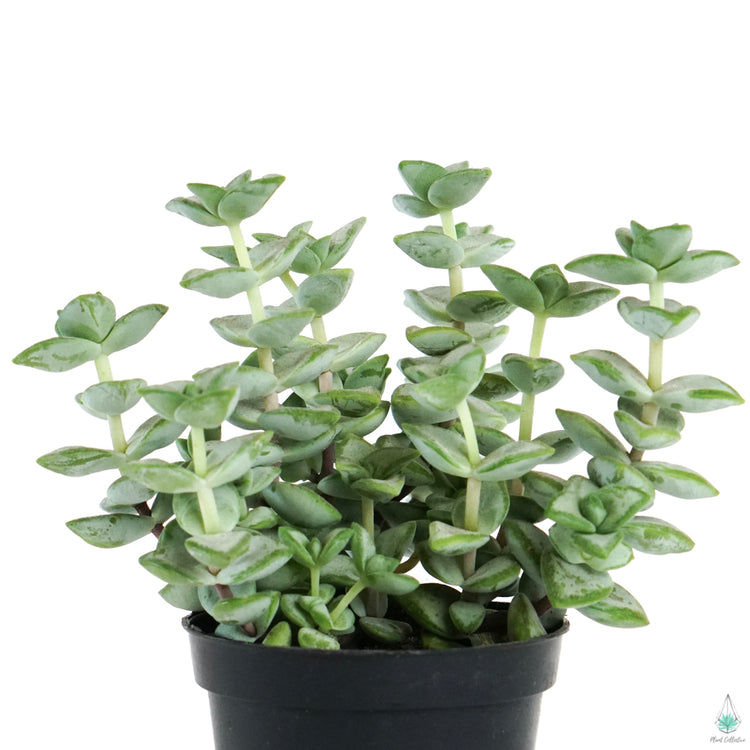 Crassula Rosary Vine