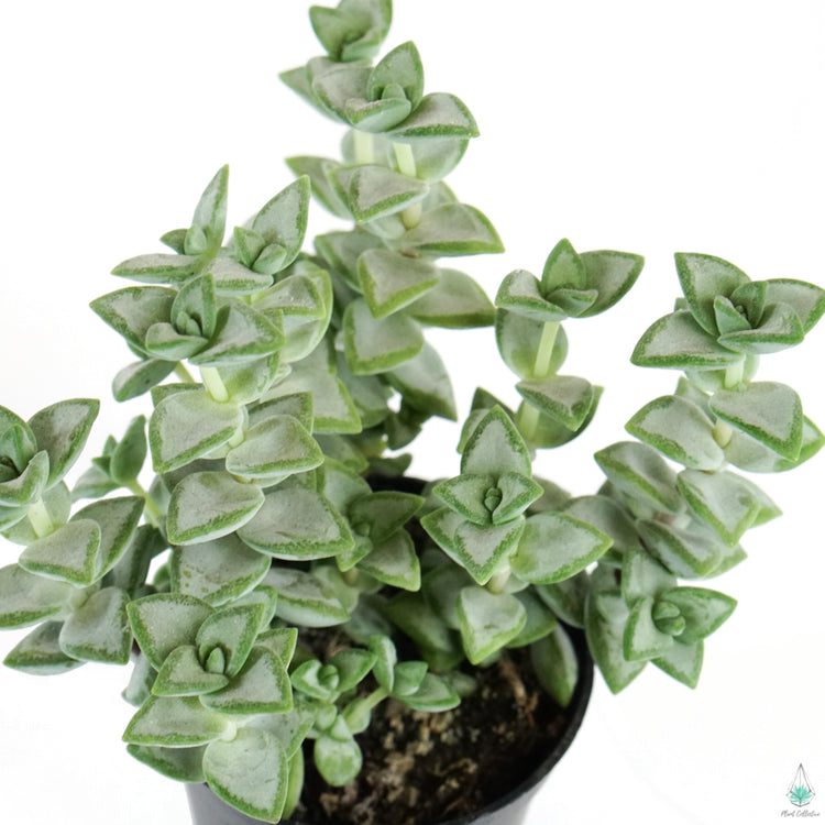 Crassula Rosary Vine