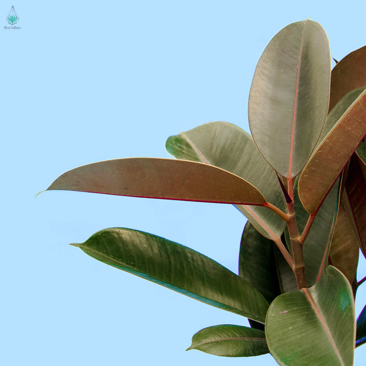 Rubber Plant (Ficus Elastica Burgundy)