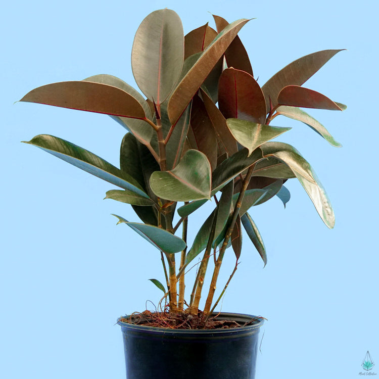 Rubber Plant (Ficus Elastica Burgundy)