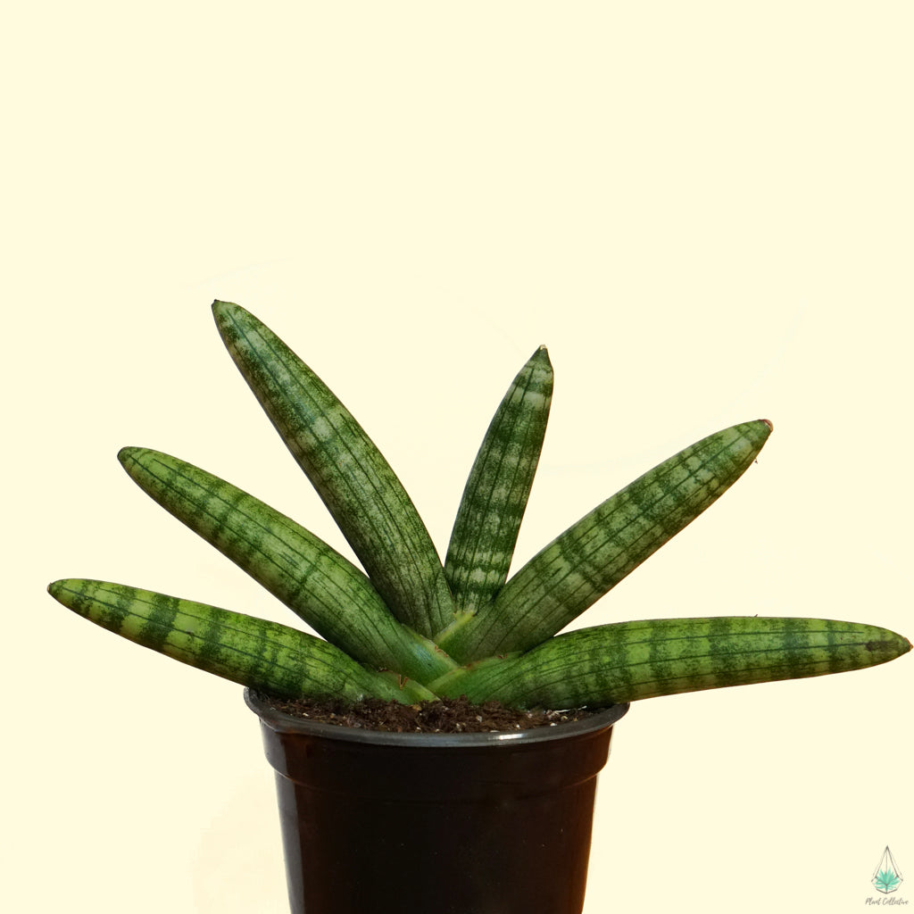 potbound starfish snake plant Snake Plant (Starfish)
