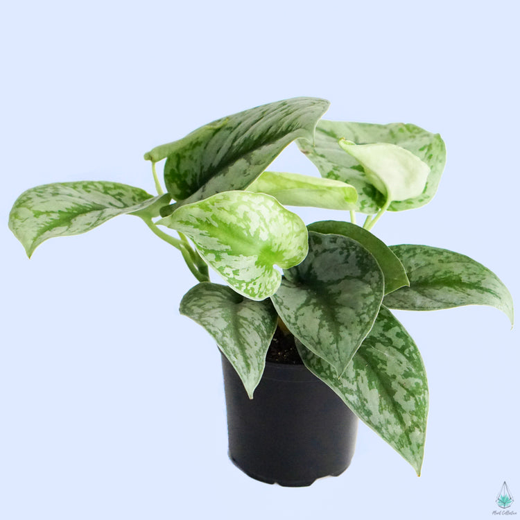 Pothos 'Exotica'