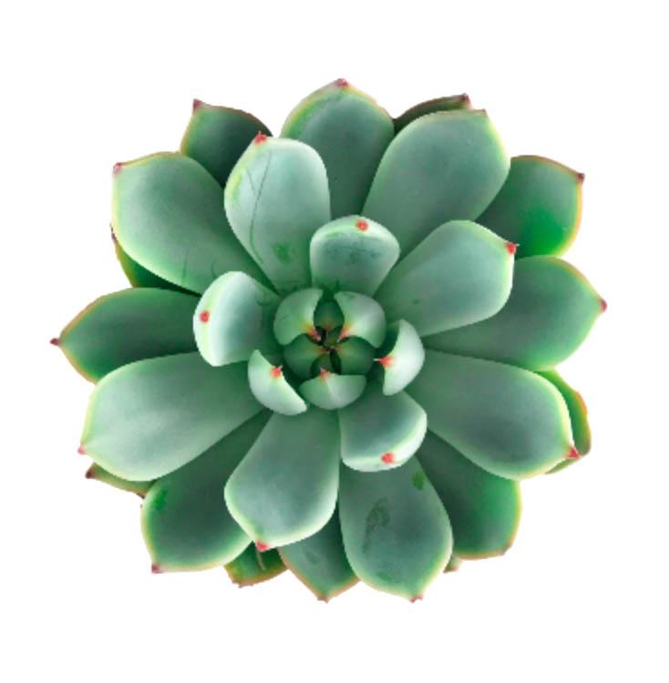 Echeveria Parva - Plant Collective