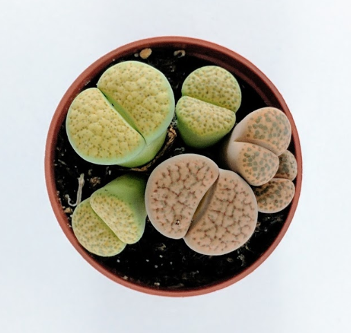 Living Rocks (Lithops) - By Plant Collective | Indoor House Plants, Succulents, Air Plants & Terrariums - Toronto Canada
