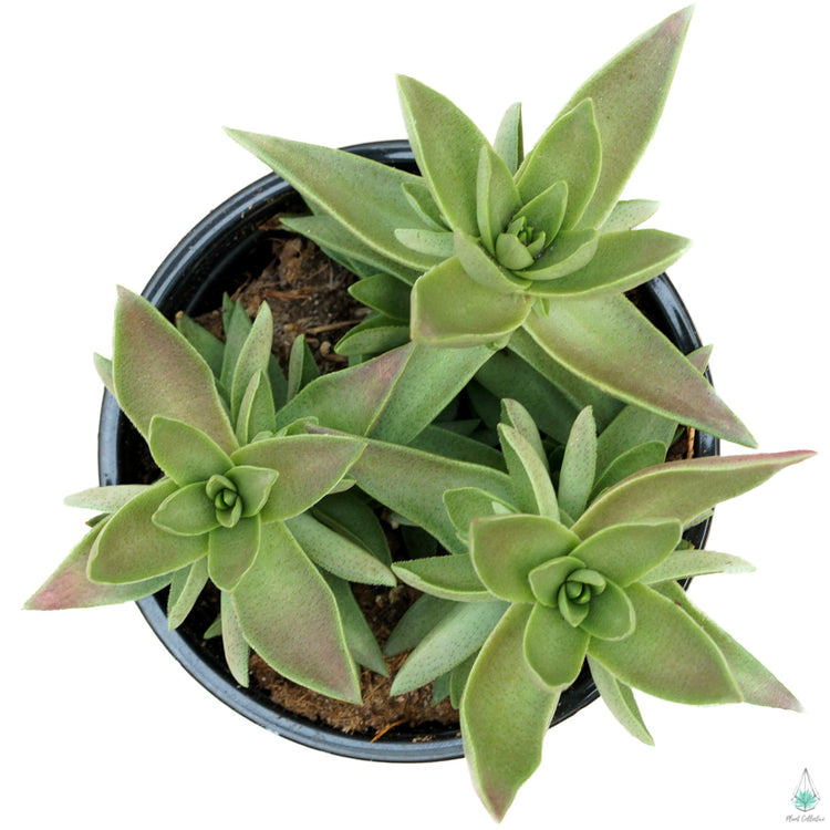 Shark's Tooth Crassula