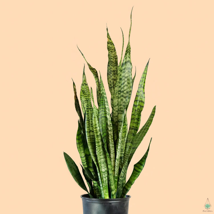 Snake Plant (Zeylanica)