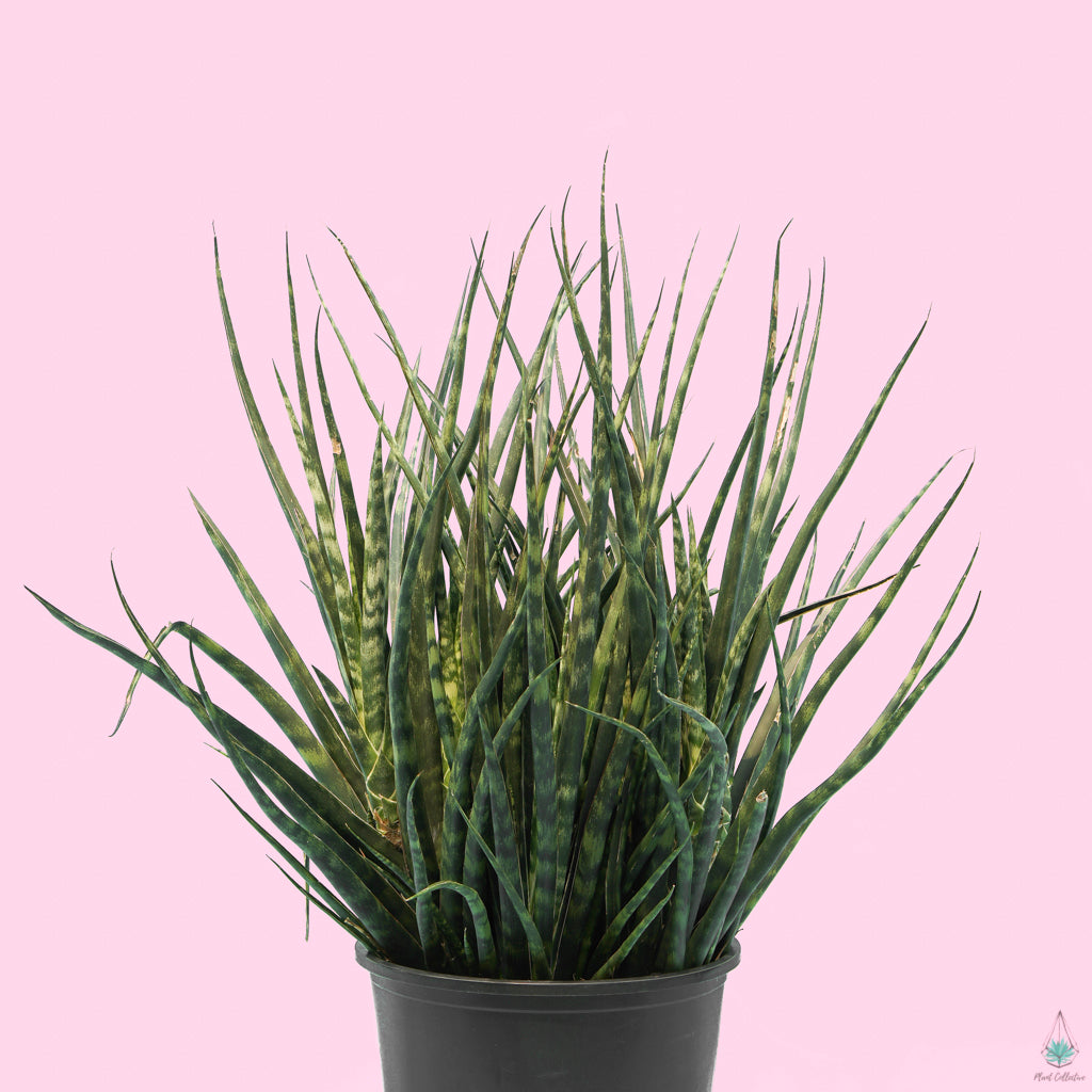 snake plant with pink leaves Snake Plant (Fernwood)