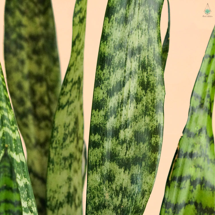 Snake Plant (Zeylanica)