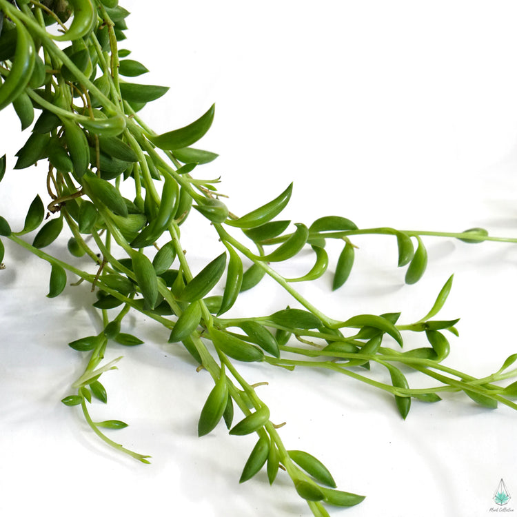 String of Bananas (Senecio Radicans) - Plant Collective