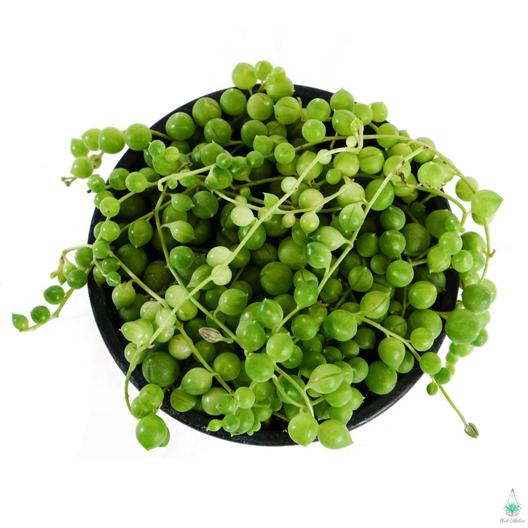 String of Pearls - Plant Collective