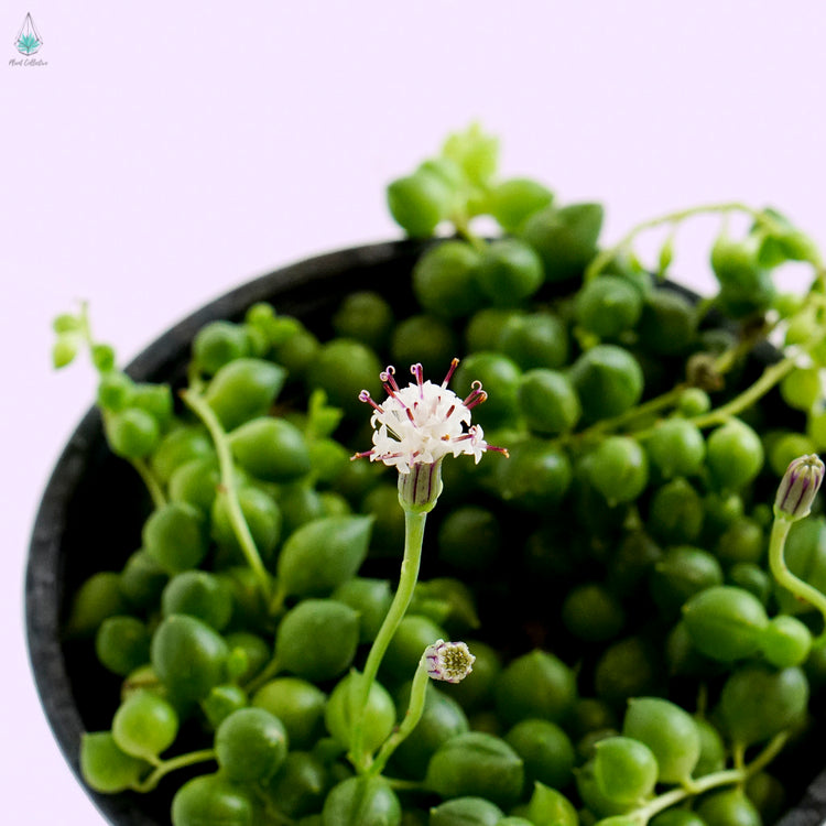 String of Pearls - Plant Collective