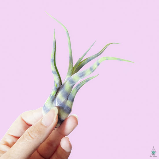 Striped Tillandsia Medusa (Purple) - Plant Collective