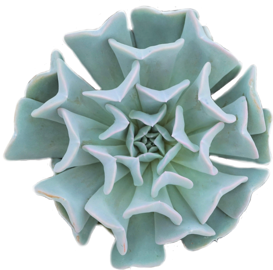 Echeveria Topsy Turvy - Plant Collective