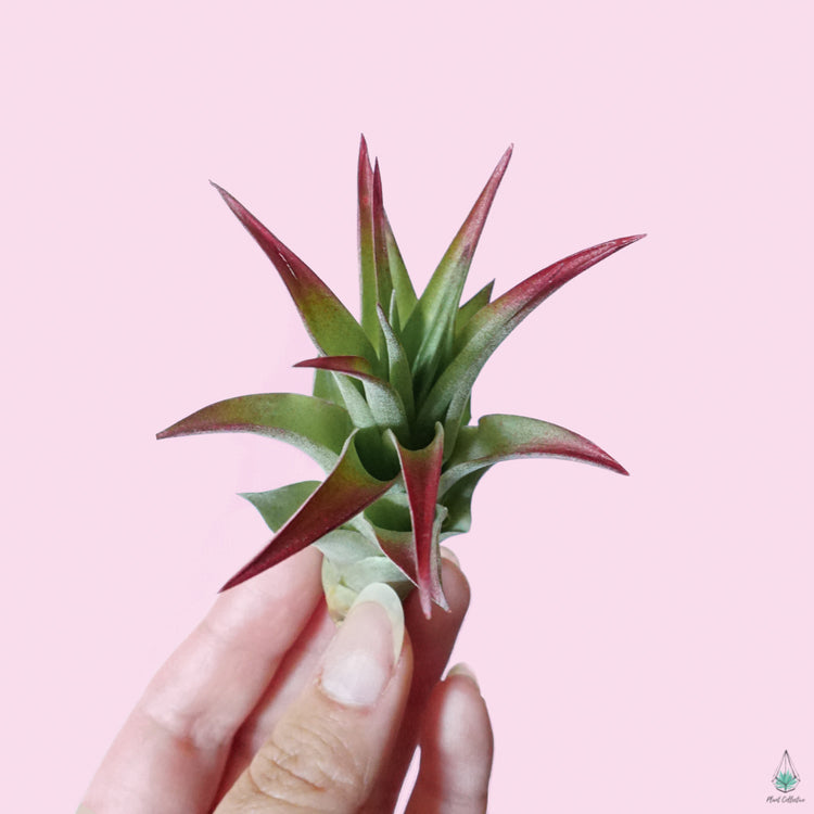 Tillandsia Brachycaulos Air Plant (RED)