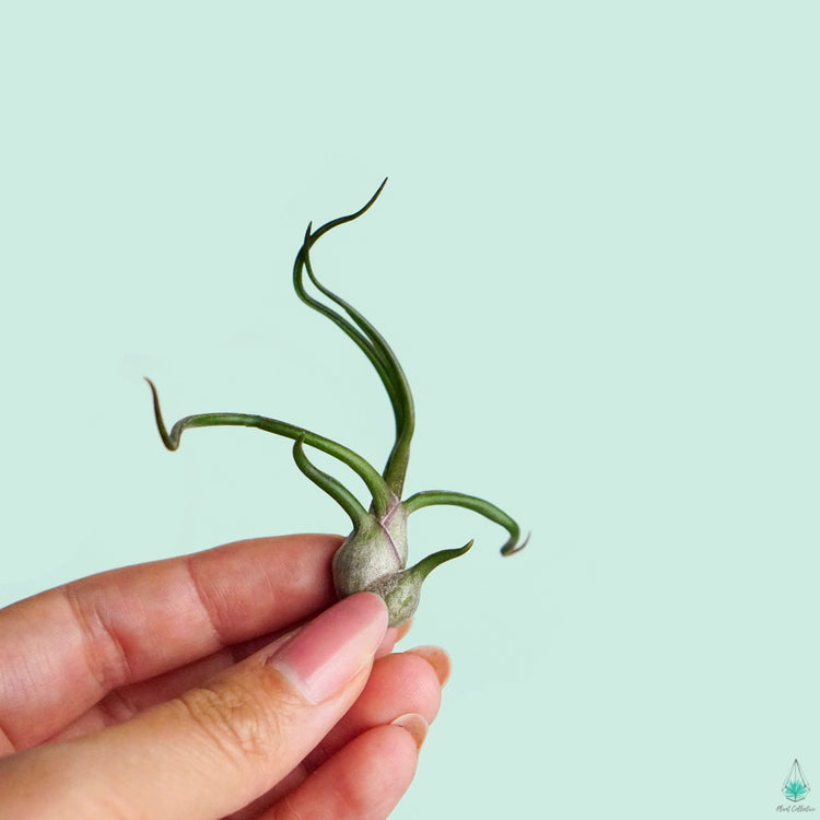 Tillandsia Bulbosa Air Plant - Plant Collective