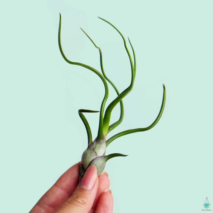 Tillandsia Bulbosa Air Plant - Plant Collective