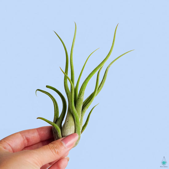 Tillandsia Caput Medusae Air Plant (Medusa) - Plant Collective