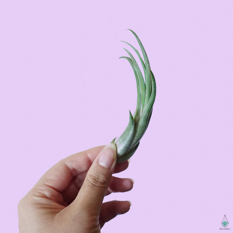 Tillandsia Circinata - Plant Collective