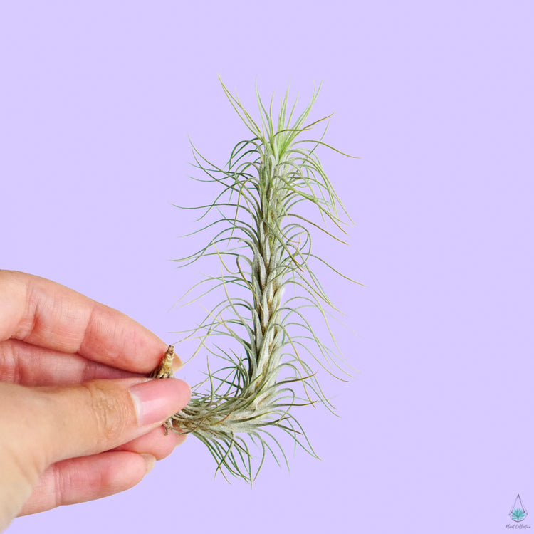 Air Plant Party Pack (Medium) - Plant Collective