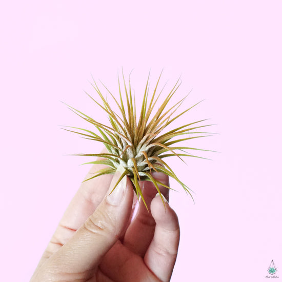 Blooming Tillandsia Ionantha (ORANGE) - Plant Collective