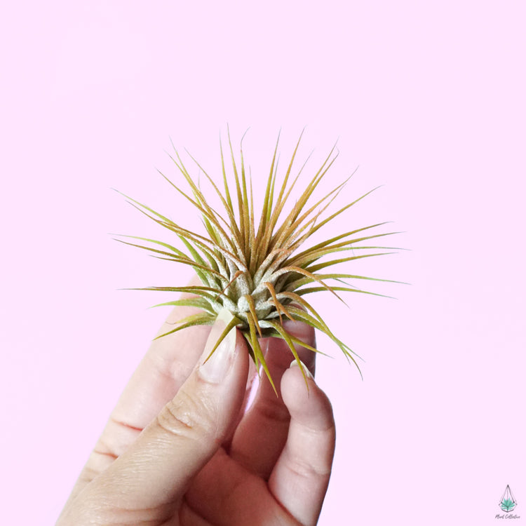 Blooming Tillandsia Ionantha (ORANGE) - Plant Collective